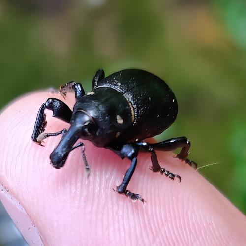 Liparus coronatus